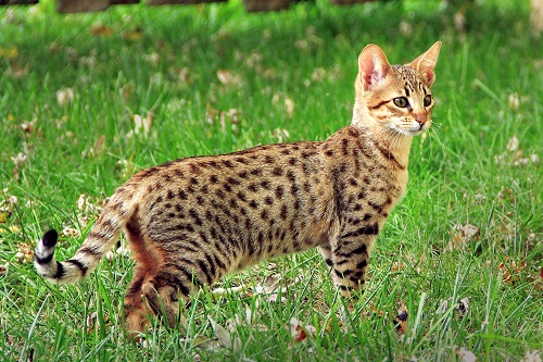 cat with leopard print