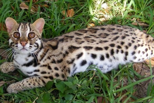 cats that look like leopards