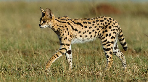 cats with leopard spots