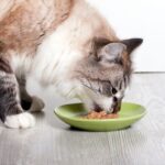 chicken gravy recipe for cat food