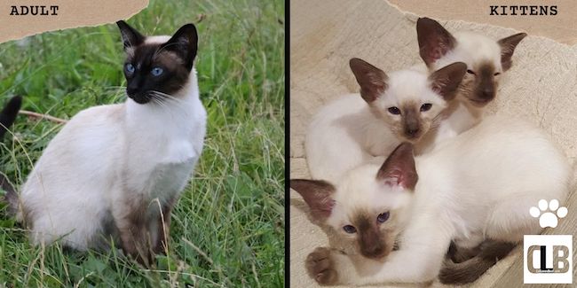 chocolate point siamese kitten and adult