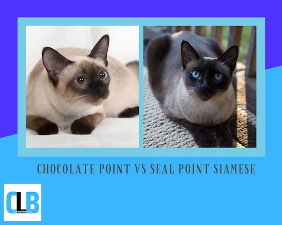 chocolate point vs seal point siamese