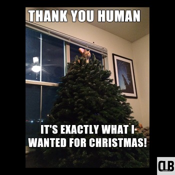 christmas cat meme funny