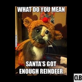 christmas reindeer cat memes