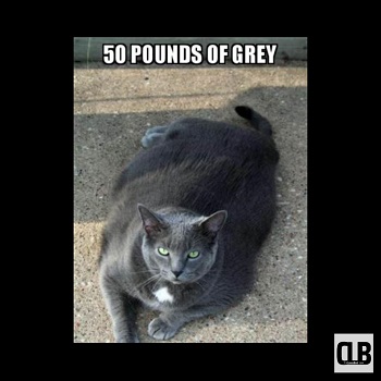 crazy black cat memes