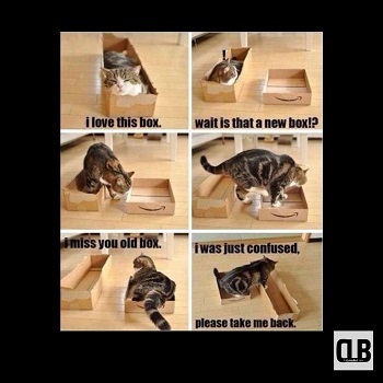 crazy cat cute meme