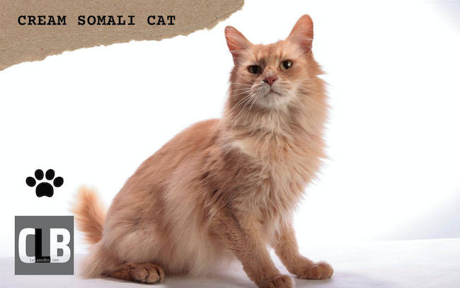 cream somali cat