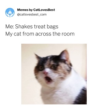 crying cute cat meme