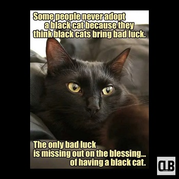 cursed black cat meme