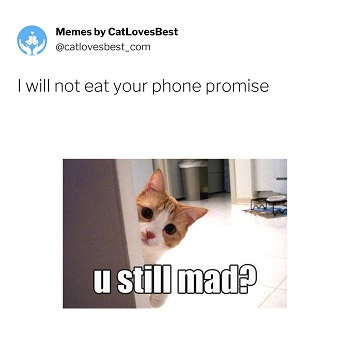 cute and mad cat meme