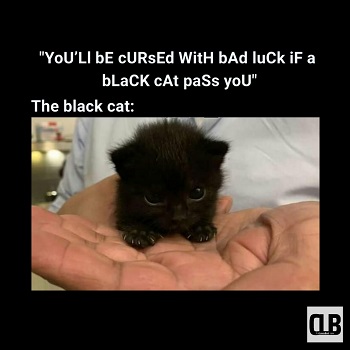 cute black cat memes