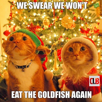cute cat christmas meme