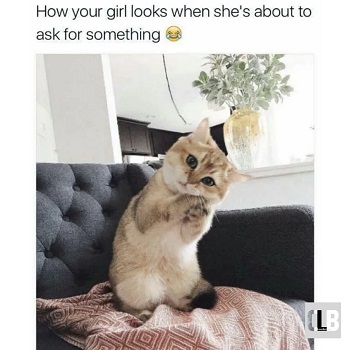 cute cat memes