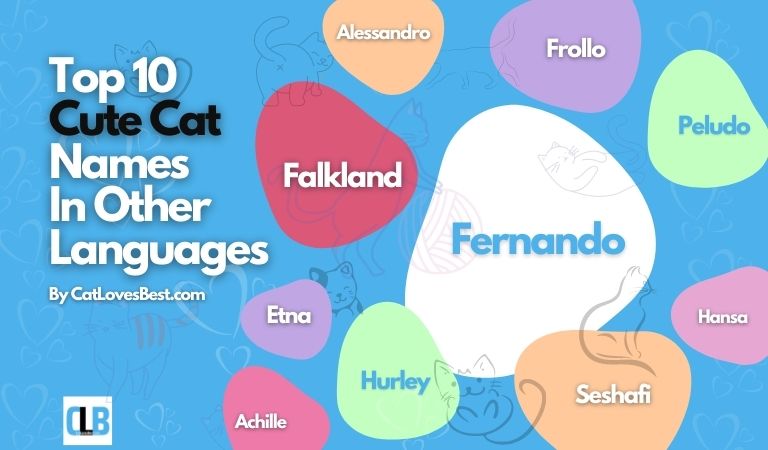cute cat names in other languages