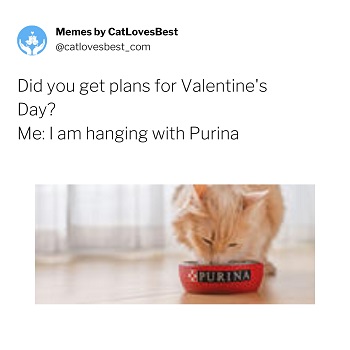 cute cat valentine meme