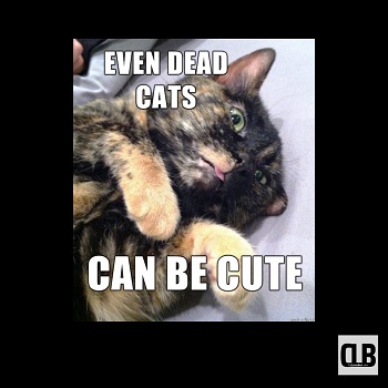 cute cat with metal head meme
