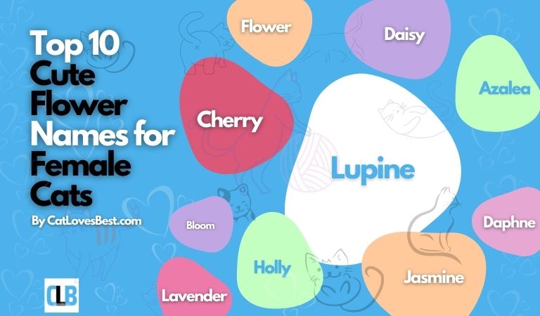 cute flower names for female cats