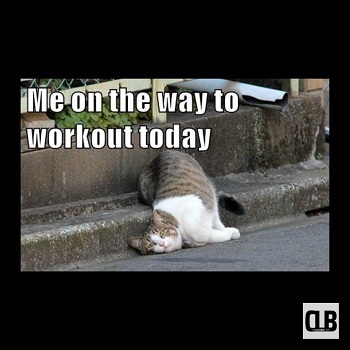 cute office cat meme