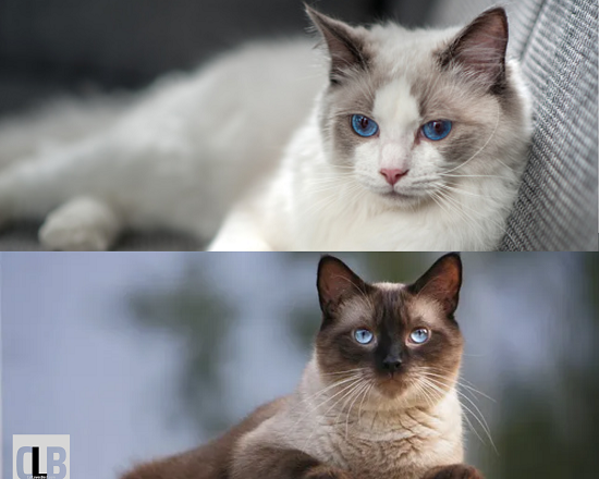 differences between cats siamese and ragdolls