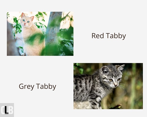 different colors of tabby cats