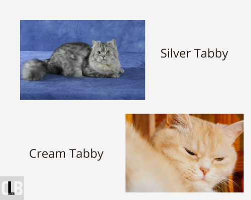 different kind of tabbies