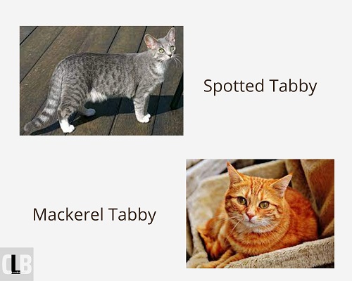 different tabby patterns