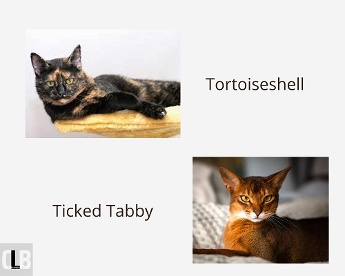 different types of tabbies