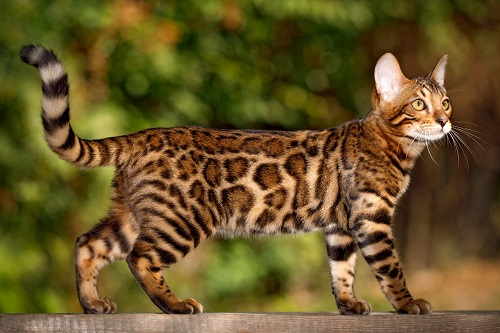 domestic cat that looks like a leopard