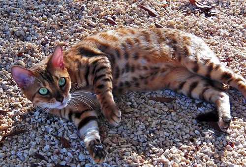 domestic leopard looking cat