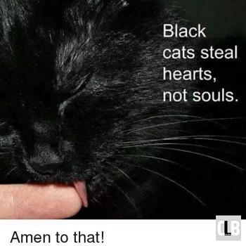 evil black cat meme