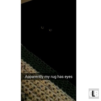 evil spooky black cat memes