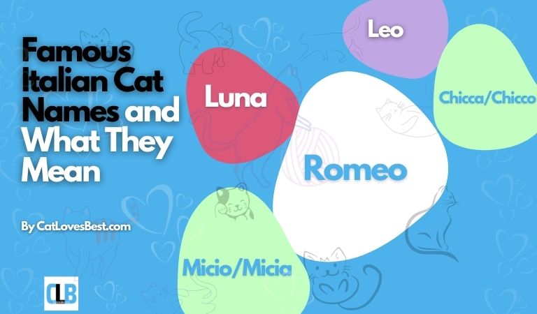 famous italian cat names and what they mean