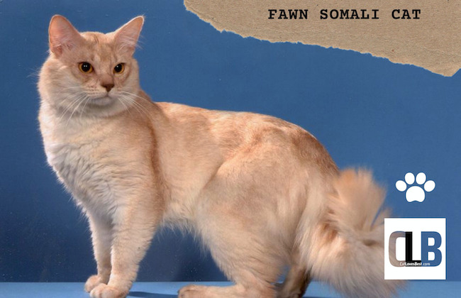 fawn somali cat