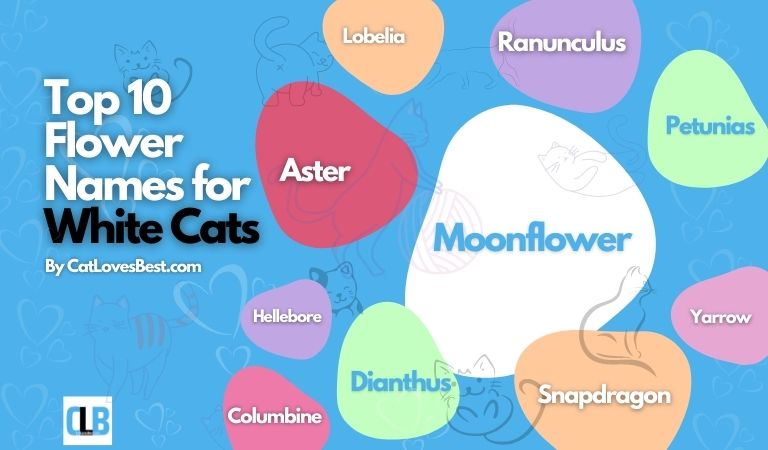 flower names for white cats