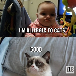 funniest clean grumpy cat memes