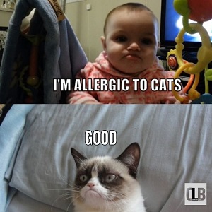 funniest clean grumpy cat memes