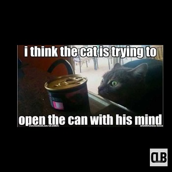 funny black cat memes