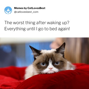 funny grumpy cat song memes