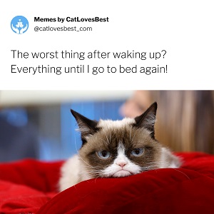 funny grumpy cat song memes