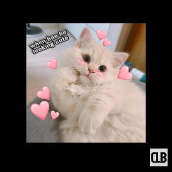 grumpy cat and cute cat memes