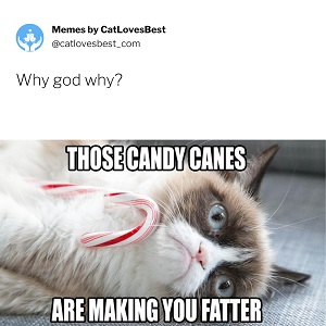 grumpy cat funniest