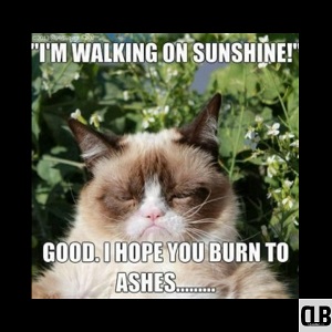 grumpy cat meme friday