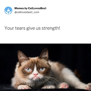 grumpy cat meme