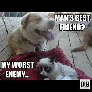 grumpy cat memes disney