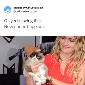 grumpy cat memes funnier