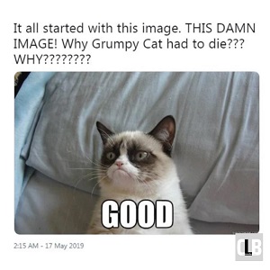 grumpy cat memes lion king