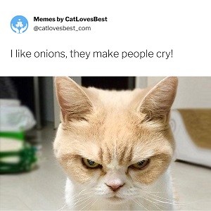 grumpy cat memes valentines day