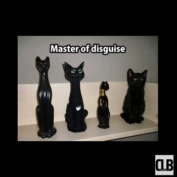 hilarious black cat memes