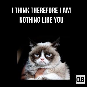 hilarious grumpy cat meme