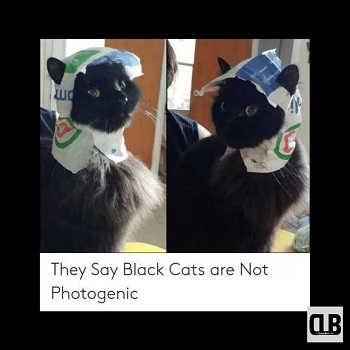 humorous black cat memes
